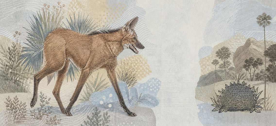 Illustration of a 200 BRL banknote (Brazilian Real), featuring Maned wolf.