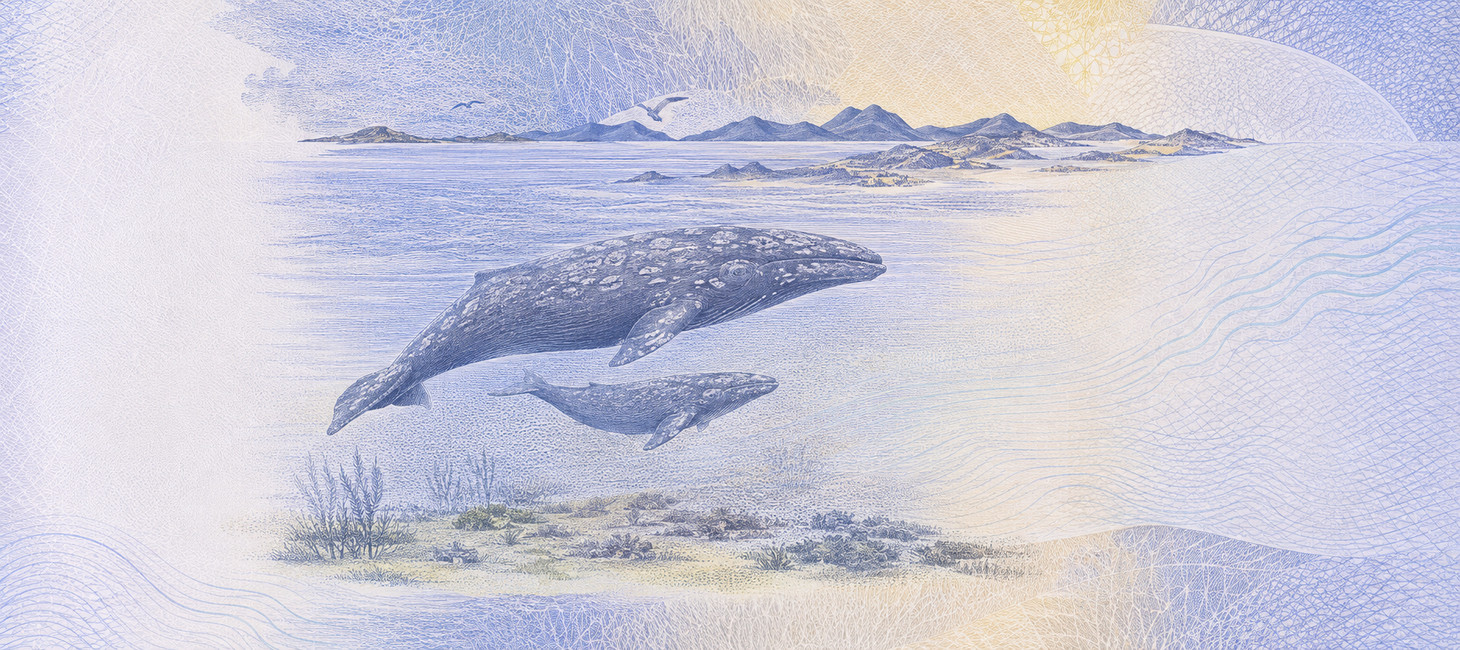 Illustration of a 500 MXN banknote (Mexican Peso), featuring Gray whale and calf.