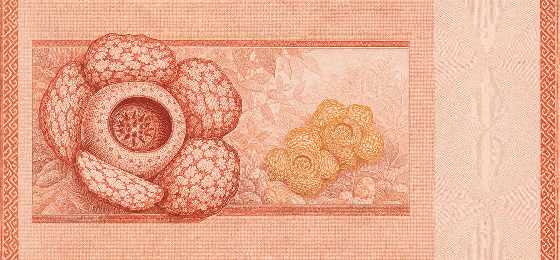 Illustration of a 10 MYR banknote (Malaysian Ringgit), featuring Rafflesia azlanii.